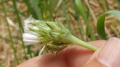 Tall Agoseris (Agoseris elata)