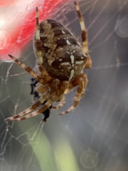 Araneus diadematus
