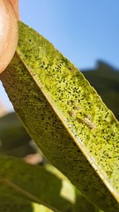 Monosteira unicostata