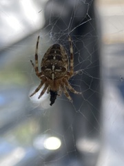 Araneus diadematus