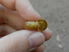 Planorbarius corneus