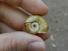 Planorbarius corneus