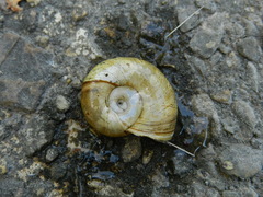Planorbarius corneus
