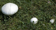 Agaricus campestris