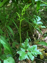 Sceptridium oneidense