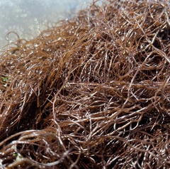 Gracilaria chilensis
