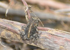 Incilius marmoreus