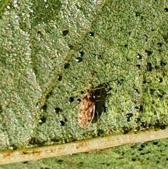 Monosteira unicostata