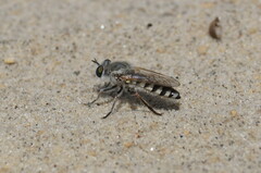 Laphystia