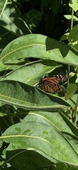Danaus plexippus