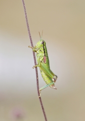 Odontopodisma fallax