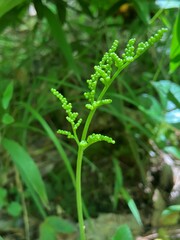 Sceptridium oneidense