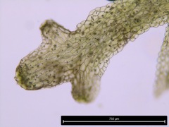 Riccardia multifida