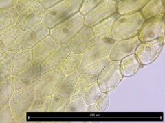 Riccardia multifida