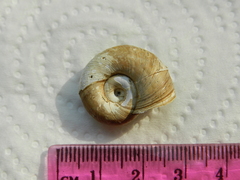 Planorbarius corneus