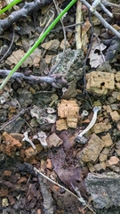 Craterellus calyculus