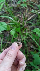 Craterellus calyculus