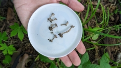 Craterellus calyculus