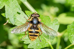 Sericomyia silentis