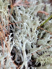 Cladonia boryi