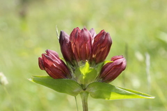 Gentiana purpurea