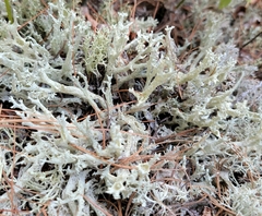 Cladonia boryi