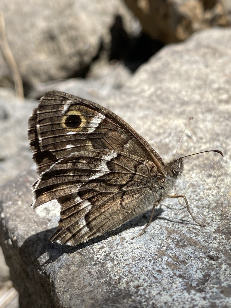 La Palma Grayling