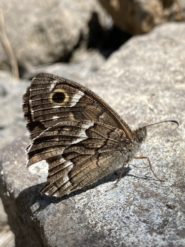 La Palma Grayling