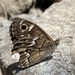 La Palma Grayling - Photo (c) Oriol Sastre, some rights reserved (CC BY), uploaded by Oriol Sastre