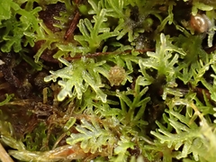 Riccardia multifida