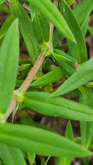 Hexasepalum