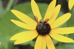 Paranthidium jugatorium lepidum