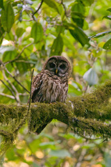 Strix fulvescens