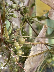 Cuscuta lupuliformis