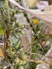 Cuscuta lupuliformis