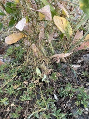 Cuscuta lupuliformis