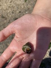 Calliostoma canaliculatum