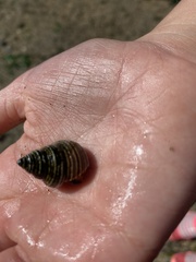 Calliostoma canaliculatum