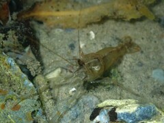 Palaemon adspersus