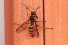 Polistes snelleni