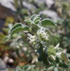 Marrubium incanum