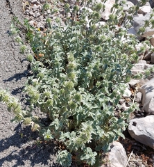 Marrubium incanum