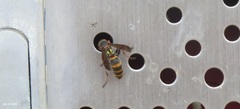 Polistes snelleni