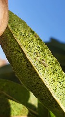Monosteira unicostata
