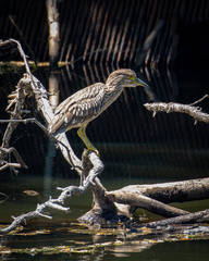 Nycticorax nycticorax
