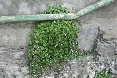 Cymbalaria muralis muralis