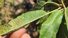 Monosteira unicostata