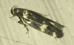 Oegoconia novimundi