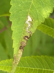 Stigmella intermedia