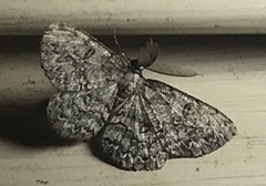 Hypomecis umbrosaria